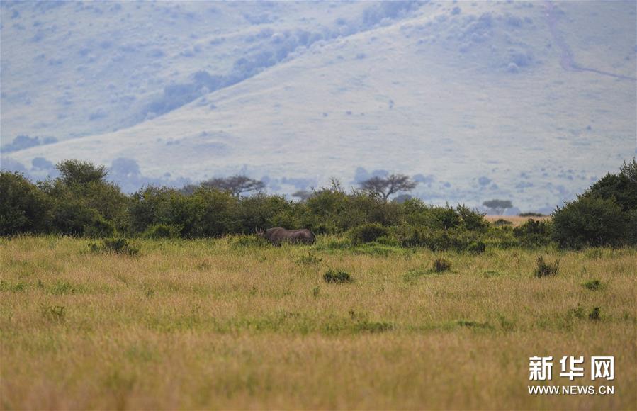 （新華視界）（1）肯尼亞馬賽馬拉國家保護區掠影