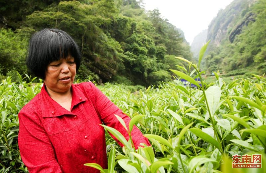 天心村茶农在牛栏坑采摘武夷岩茶