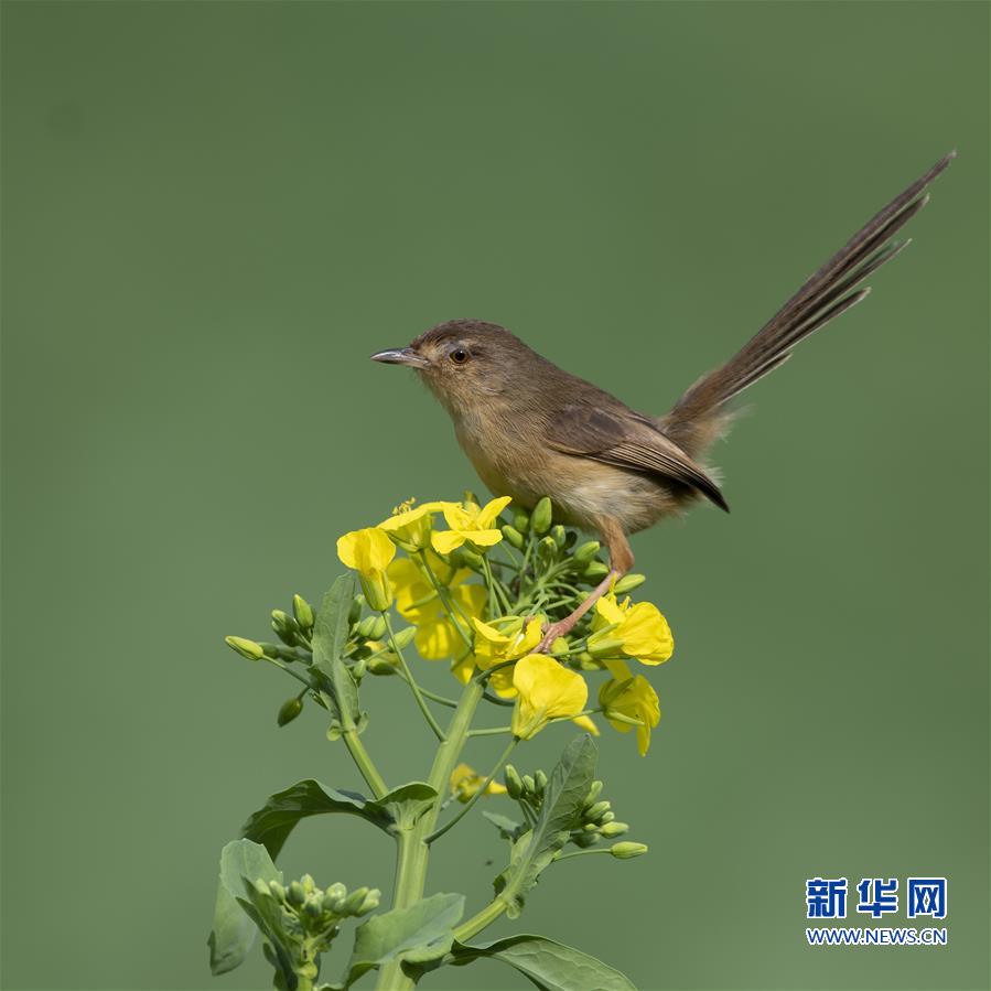 （环境）（7）福州：早春枝头鸟儿俏