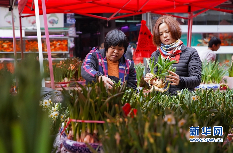 在福州市仓山区齐安路的国艺花鸟市场,漳州高新区百花村的漳州市花卉