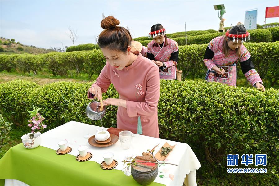 （社会）（1）福州春茶节线上开采