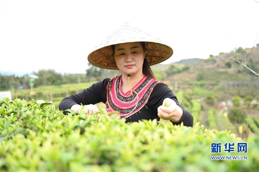 （社会）（2）福州春茶节线上开采