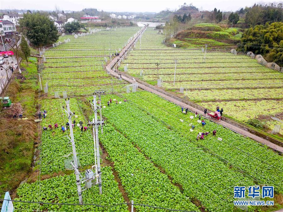 （社会）（2）重庆农网改造助力乡村脱贫攻坚