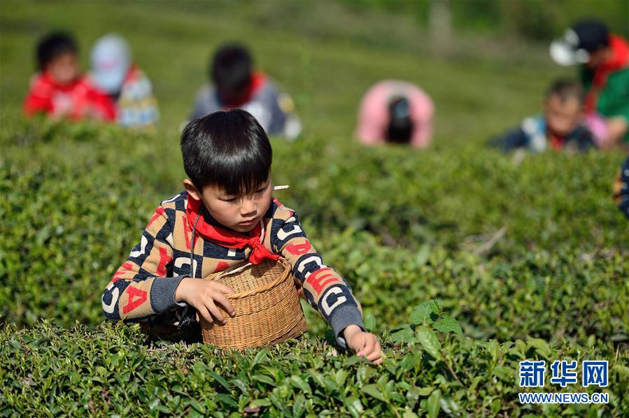 #（社會）（1）湖北保康：採春茶 學農事