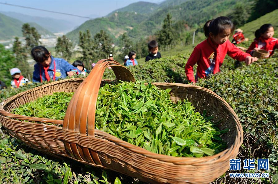 #（社會）（3）湖北保康：採春茶 學農事