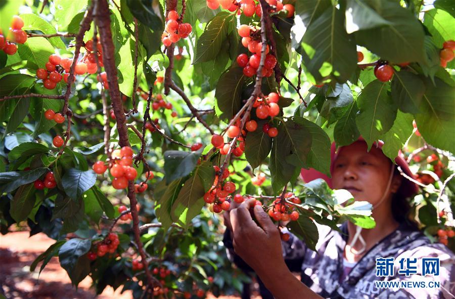 （經濟）（1）雲南富民：林果種植助農增收