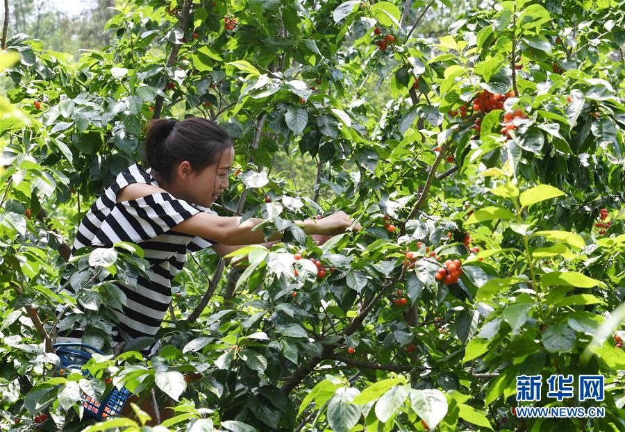 （經濟）（2）雲南富民：林果種植助農增收