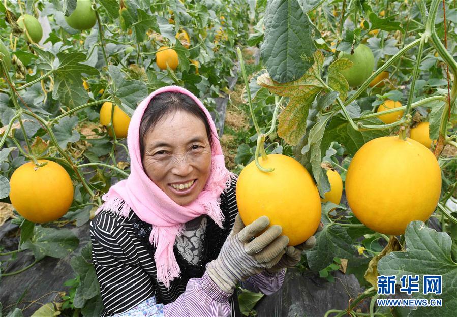 （经济）（1）云南寻甸：香瓜产业发展助推脱贫攻坚