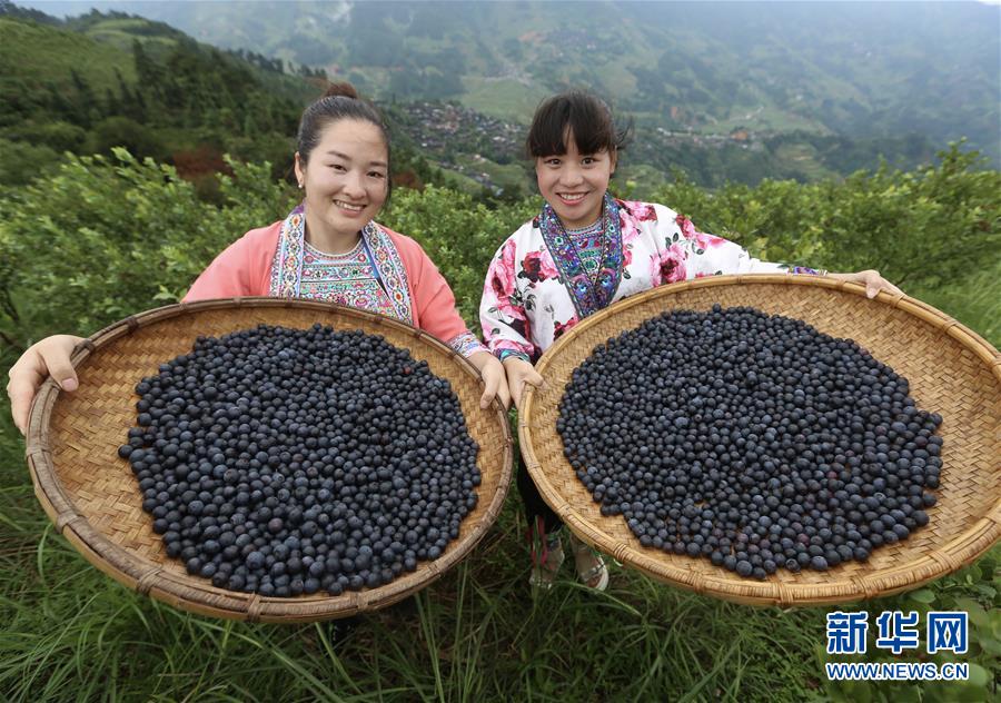 （经济）（2）广西融水：蓝莓种植助脱贫