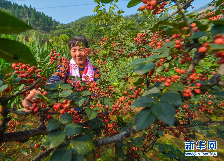 （经济）（2）河北涉县：花椒产业铺就致富路