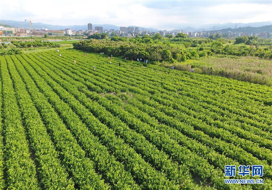 （经济）（1）福州多措并举推动茉莉花茶产业发展