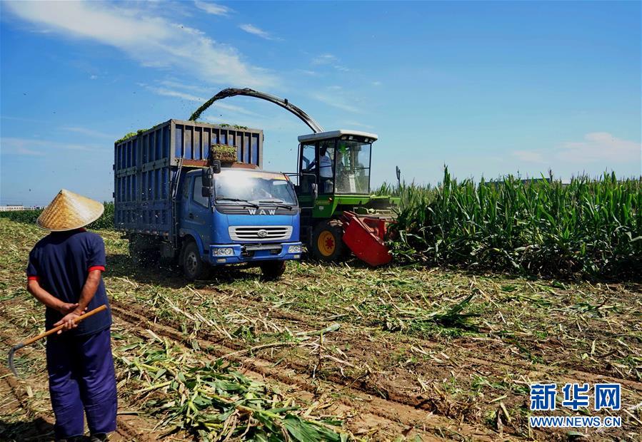 （经济）（3）滦南县农民收获青贮玉米