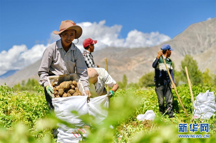 （脫貧攻堅）（1）西藏日喀則馬鈴薯豐收