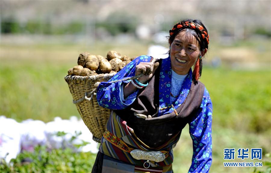 （脱贫攻坚）（2）西藏日喀则土豆丰收