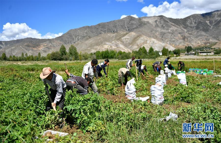 （脱贫攻坚）（4）西藏日喀则土豆丰收