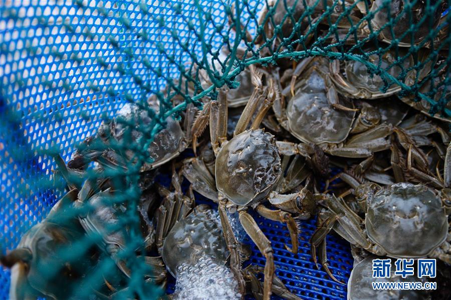 （图片故事）（8）“好水出好蟹”——一个阳澄湖传统养蟹人的故事