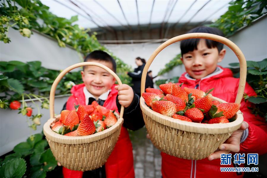 #（经济）（1）山东即墨：“立体草莓”寒冬上市