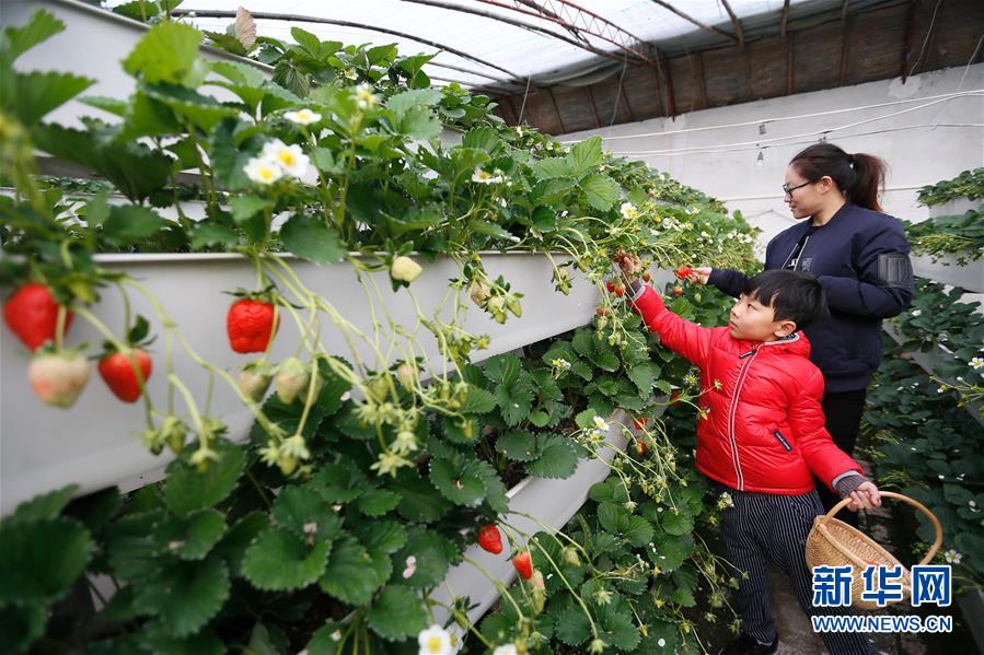 #（经济）（4）山东即墨：“立体草莓”寒冬上市