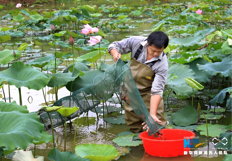 荷花池里养龙虾 带旺乡村"富口袋"