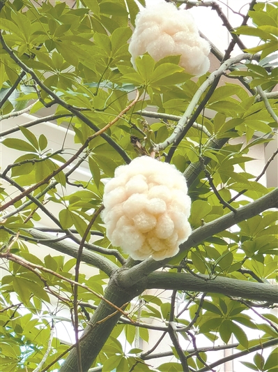 记者从中国科学院华南植物园了解到,这些就是美丽异木棉的果实.