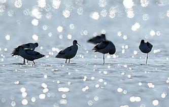 天津北大港湿地迎来大批迁徙候鸟