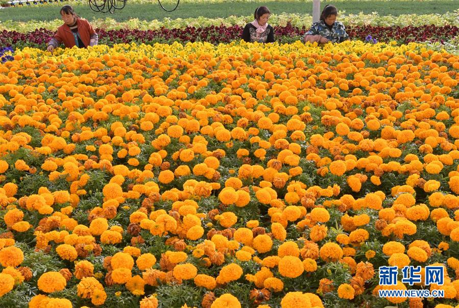 #（经济）（2）甘肃临夏：科技园区引领 促进农业产业升级