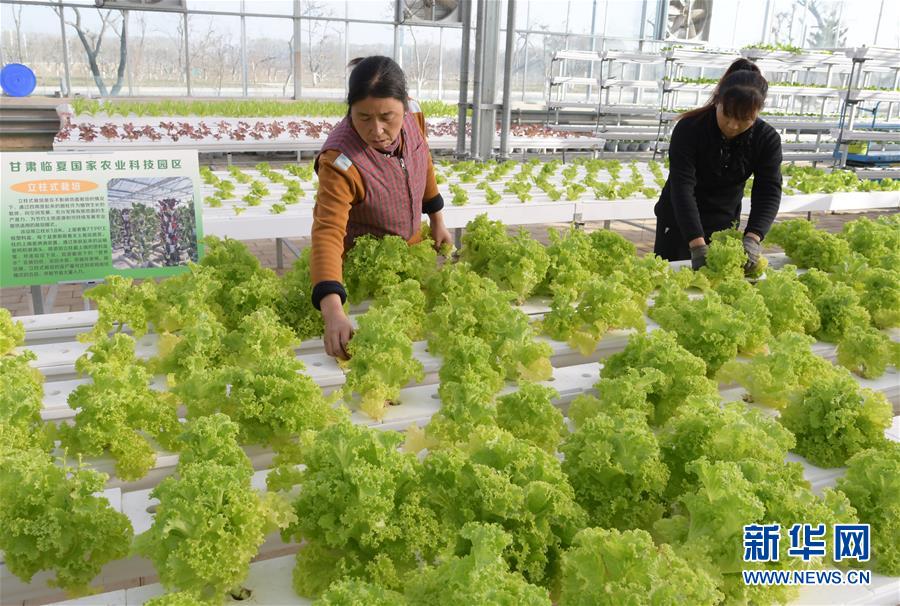 #（经济）（7）甘肃临夏：科技园区引领 促进农业产业升级