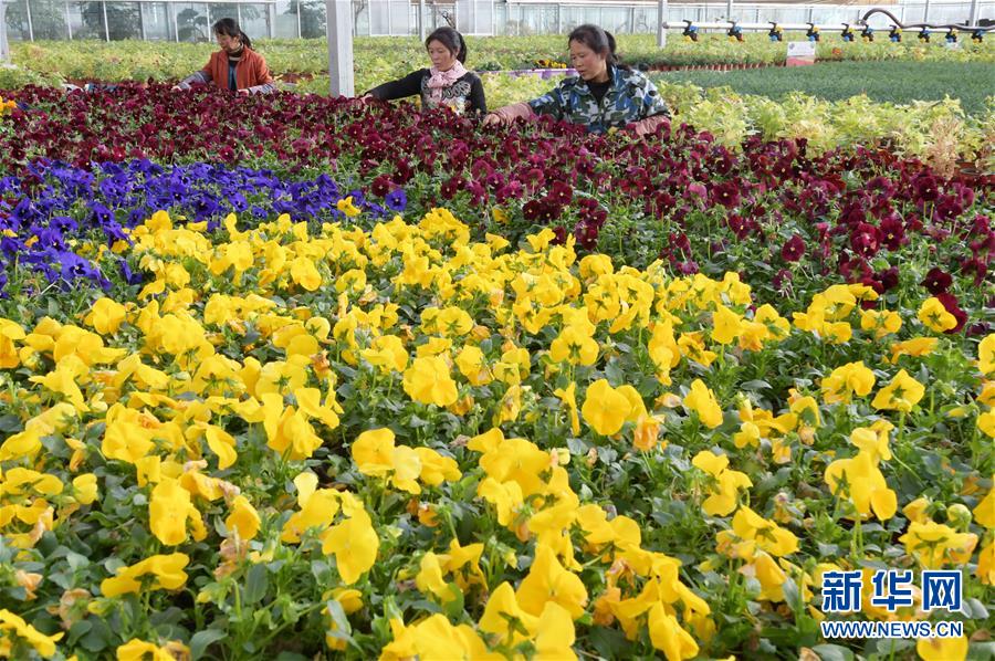 #（经济）（8）甘肃临夏：科技园区引领 促进农业产业升级