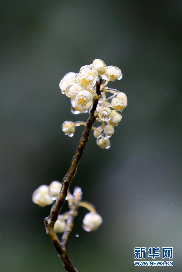 1月26日,在广西柳州市融安县大坡乡福上村石卡屯,胡椒花在寒冬中绽放.