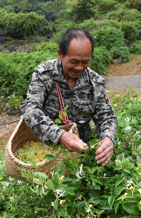 4月11日,在广西马山县古寨瑶族乡古朗屯,当地农民在采摘金银花.