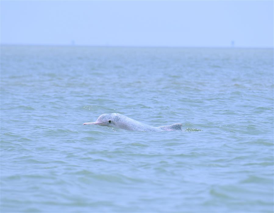（新华视界）（4）海洋萌宝——中华白海豚
