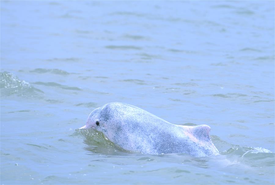 （新华视界）（2）海洋萌宝——中华白海豚