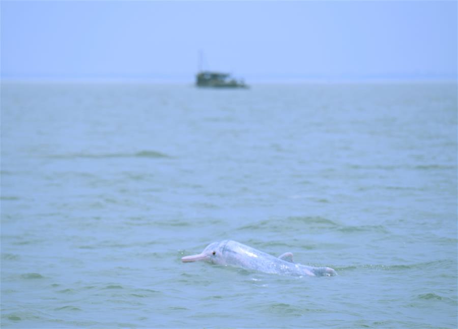 （新华视界）（3）海洋萌宝——中华白海豚