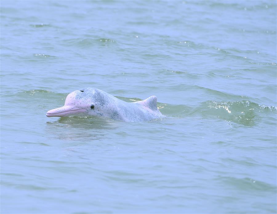 （新华视界）（1）海洋萌宝——中华白海豚