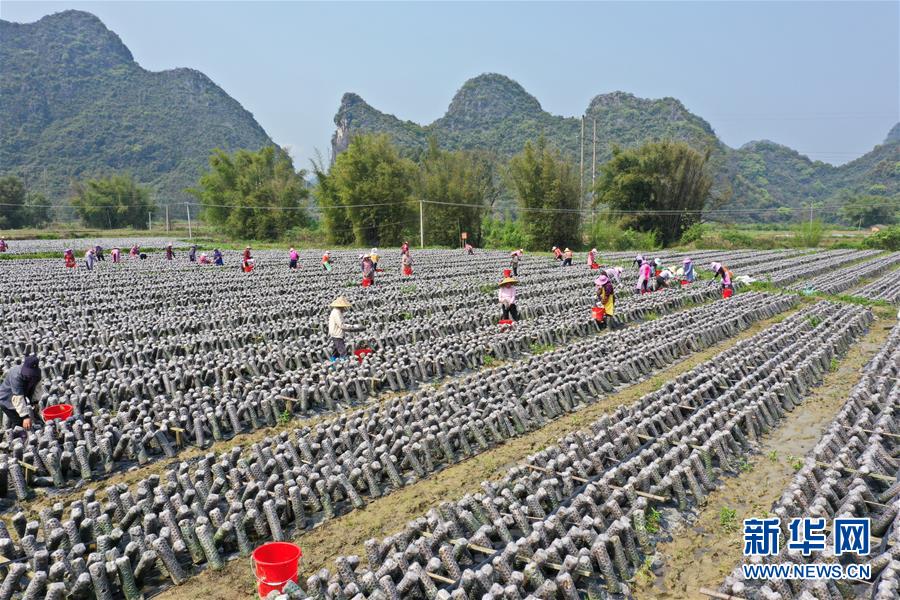 3月30日,农民在广西贺州市钟山县回龙镇一处食用菌基地采收黑木耳.