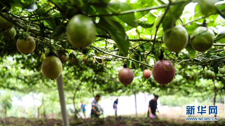 （社會）（1）廣西隆林：“蕉果”種植助力庫區移民脫貧