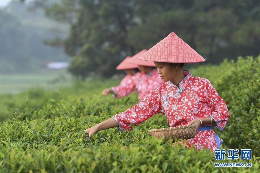（經濟）（1）廣西興業：種植茶葉助增收