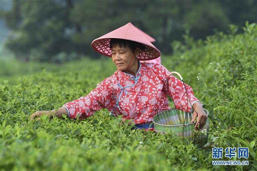 （經濟）（2）廣西興業：種植茶葉助增收