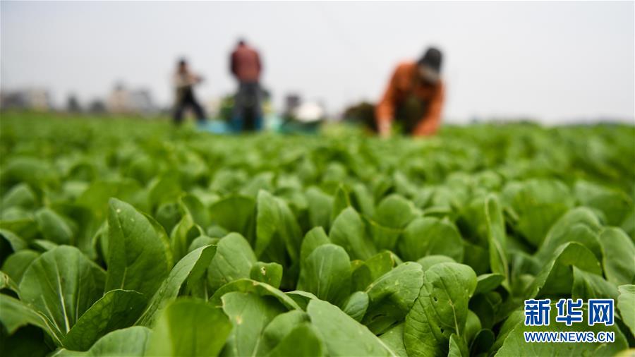 （经济）（2）广西钦州：蔬菜基地复工