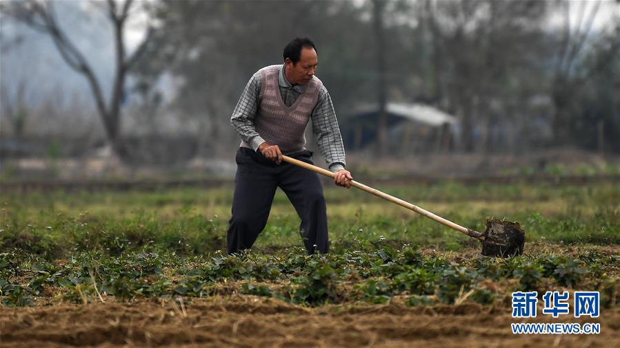 （经济）（3）广西钦州：蔬菜基地复工