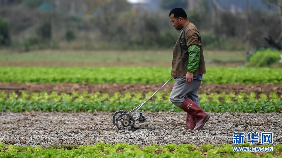 （经济）（4）广西钦州：蔬菜基地复工
