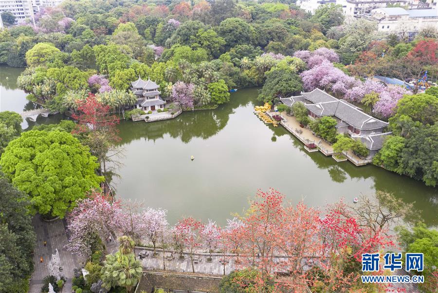 （新華視界）（2）廣西柳州：“紫荊花城”春正濃
