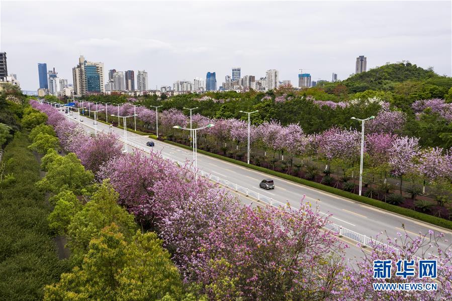 （新华视界）（5）广西柳州：“紫荆花城”春正浓