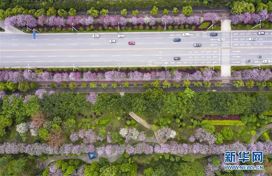 （新華視界）（6）廣西柳州：“紫荊花城”春正濃