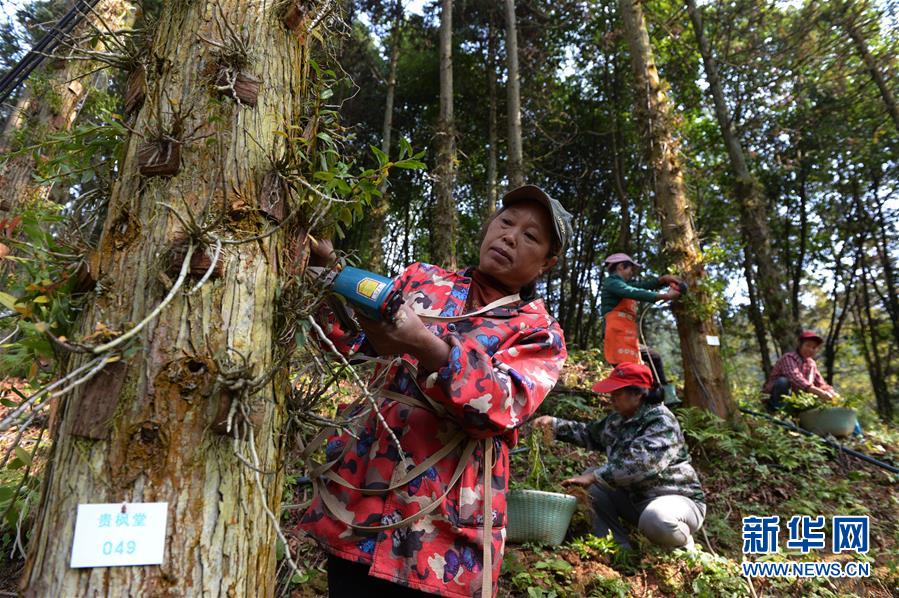 11月4日,在锦屏县三江镇铁皮石斛种植基地,村民在杉树上种植铁皮石斛