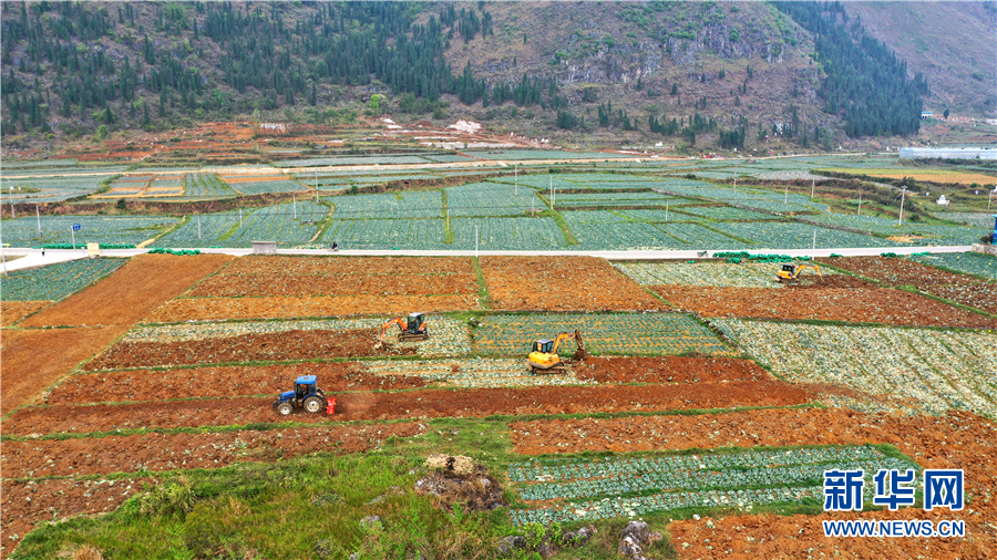 航拍:贵州紫云发展坝区特色产业 抢抓农时种植红芯红薯