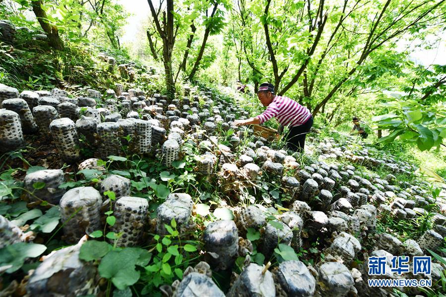 （新华视界）（5）贵州剑河：林下木耳  助农增收