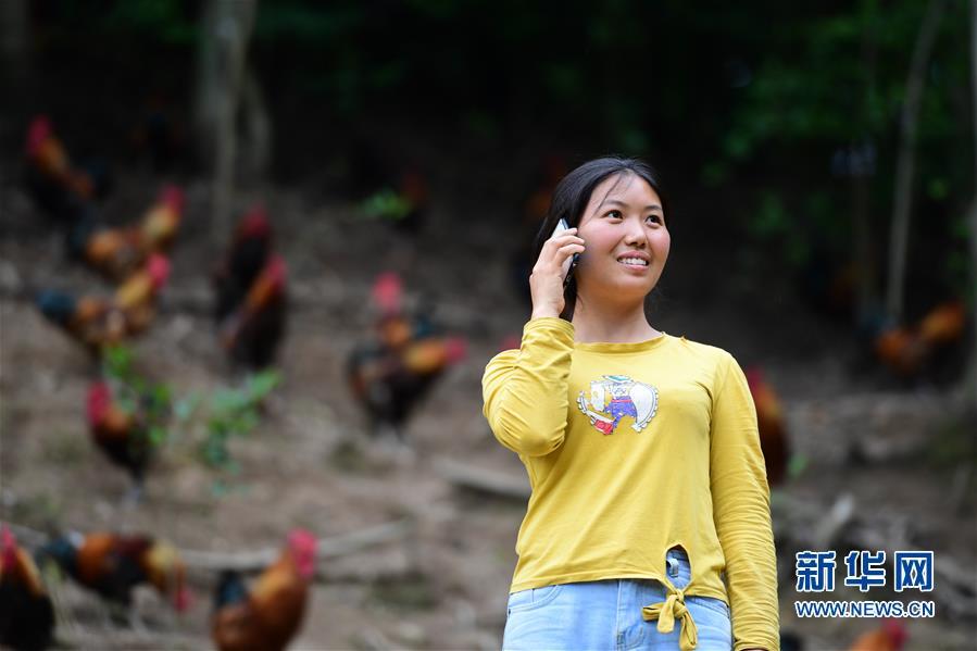 （社會）（2）貴州天柱：大學生返鄉當“雞倌”