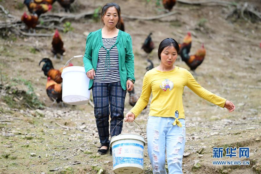 （社會）（5）貴州天柱：大學生返鄉當“雞倌”