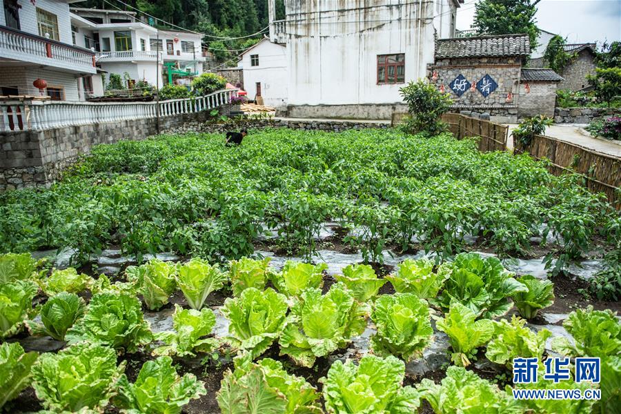 （經濟）（4）貴州六枝：小康菜園點靚美麗鄉村